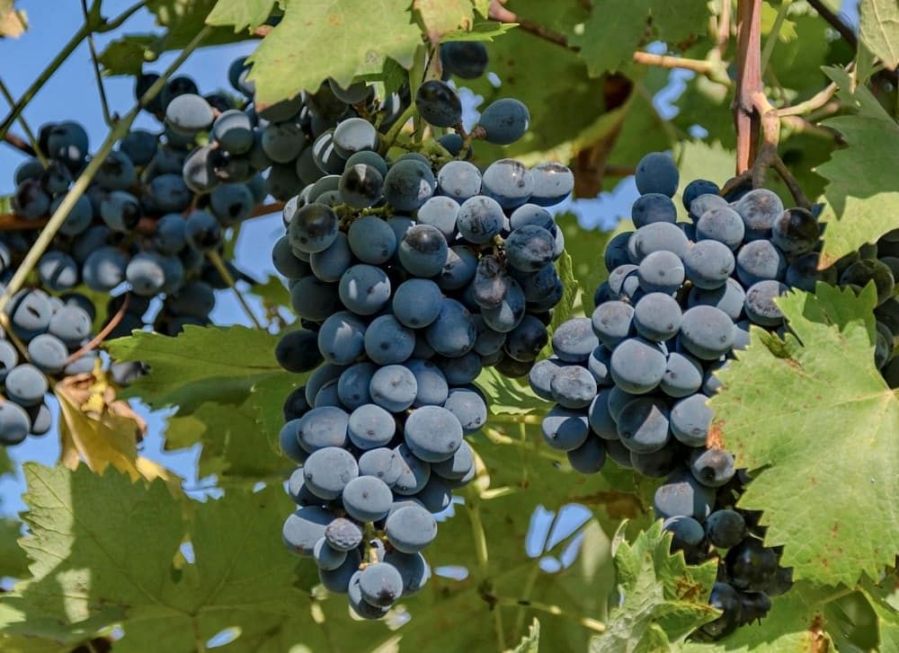 Should You Eat Black Grapes During Pregnancy Is It Safe?